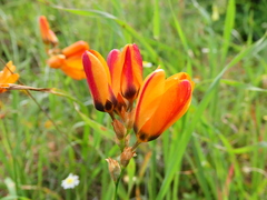 Ixia maculata