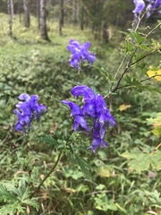 Aconitum variegatum