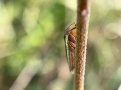 Homalodisca insolita