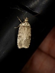 Agonopterix multiplicella