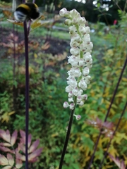 Actaea dahurica