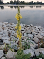 Verbascum densiflorum