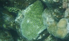 Galaxea fascicularis