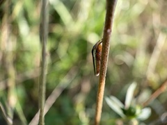 Homalodisca insolita