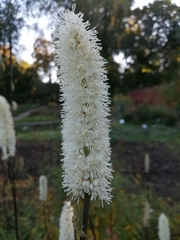 Actaea dahurica