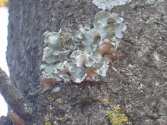 Parmotrema austrosinense