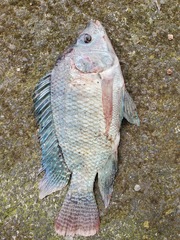 Oreochromis