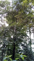 Carpinus tropicalis