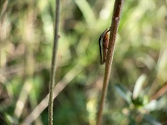 Homalodisca insolita