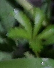 Potentilla reptans