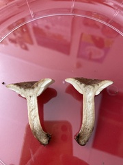 Russula vinacea