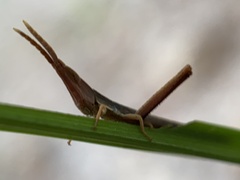 Achurum carinatum