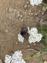Euphydryas