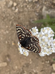 Euphydryas