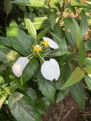 Mussaenda pubescens