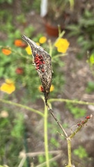 Oncopeltus fasciatus