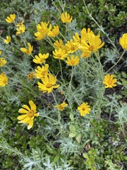 Eriophyllum lanatum