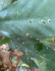 Pseudogagrella splendens