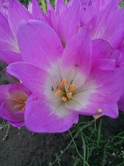 Colchicum speciosum