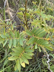 Senna hebecarpa