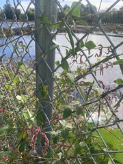 Persicaria orientalis