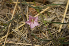 Convolvulus