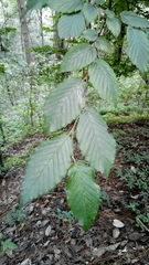 Carpinus tropicalis
