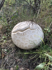 Calvatia booniana