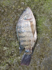 Oreochromis niloticus
