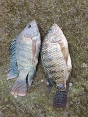 Oreochromis niloticus