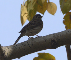 Emberiza leucocephalos