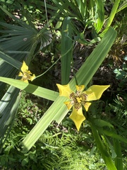 Trimezia martinicensis