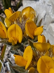 Aspalathus aspalathoides