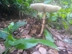 Chlorophyllum molybdites