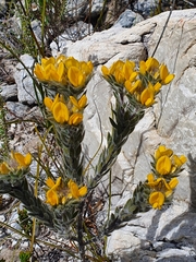 Aspalathus aspalathoides