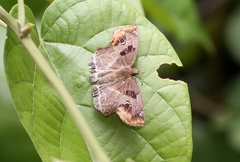 Odontoptilum angulata