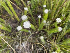 Phylica curvifolia