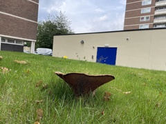 Paxillus involutus
