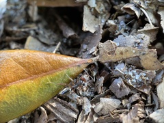 Odontomachus ruginodis