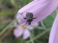 Proboscidocoris varicornis