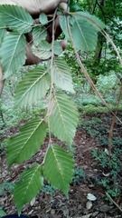 Carpinus tropicalis