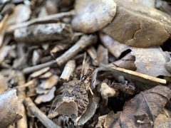 Odontomachus ruginodis