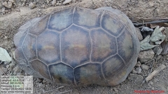 Chelonoidis denticulatus