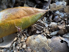 Odontomachus ruginodis