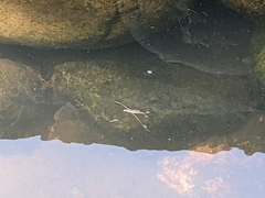 Aquarius paludum paludum