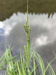 Carex kelloggii