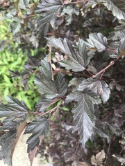 Physocarpus opulifolius