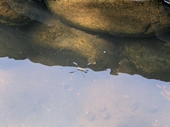 Aquarius paludum paludum