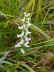 Spiranthes cernua