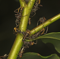 Dolichoderus extensispinus